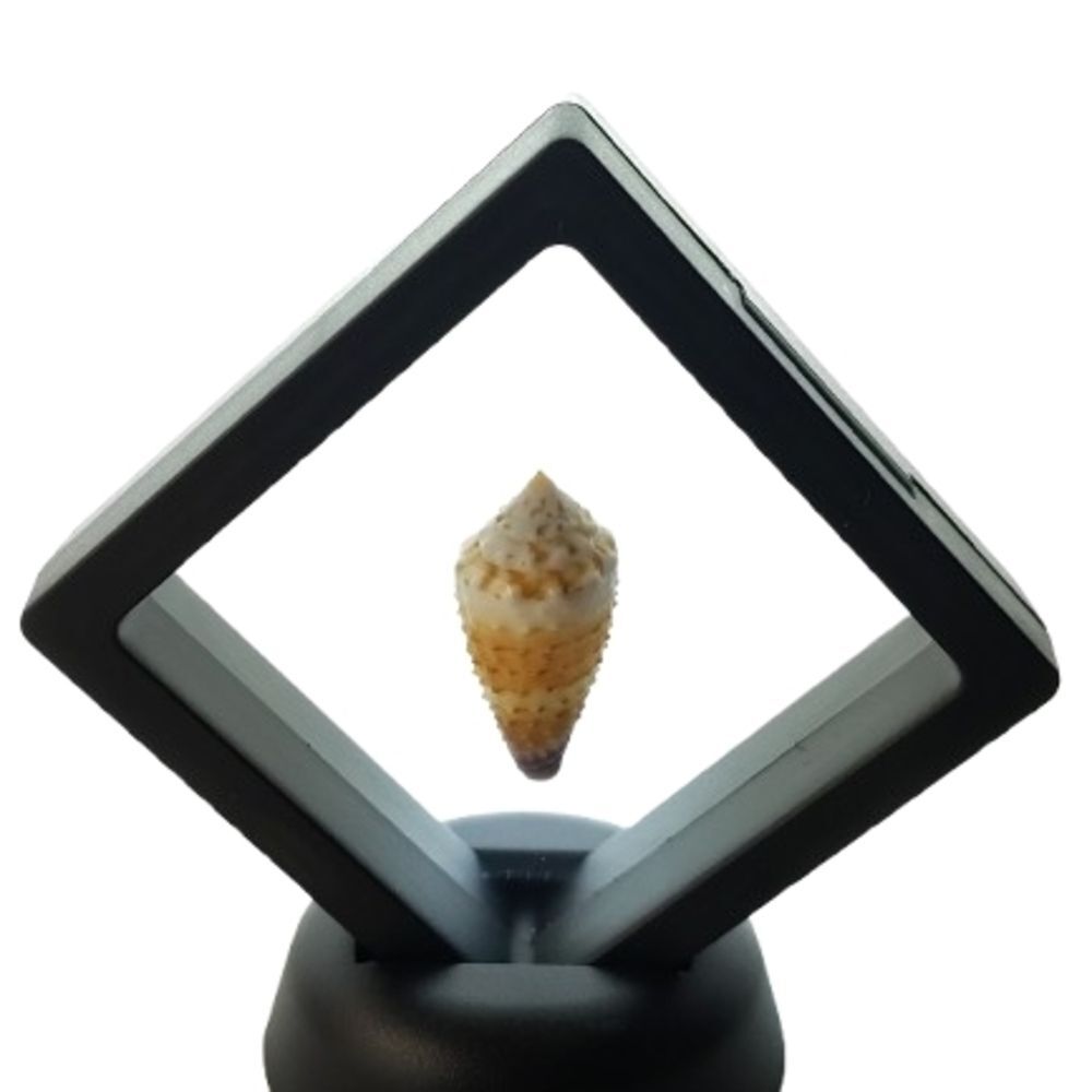 Decorative Shell Display in Black Frame
